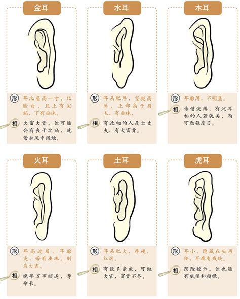 耳垂外翻 面相|十六种耳朵面相图文分析三六风水网